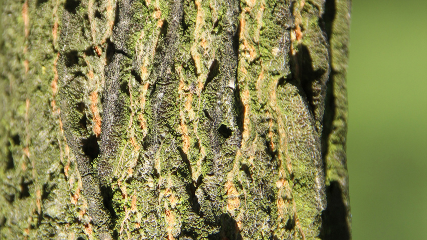 Acer campestre bark