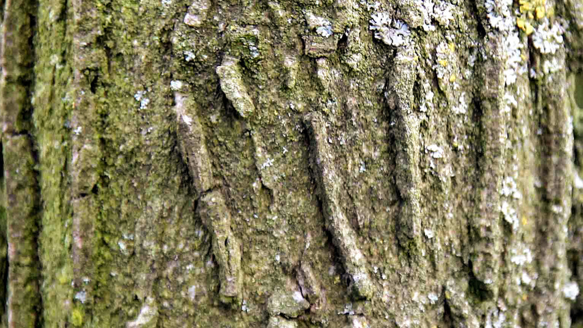 Acer campestre bark