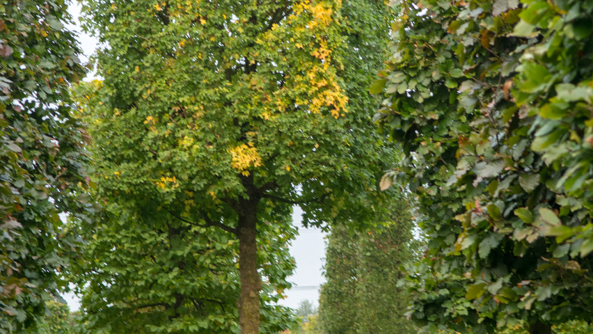 Acer campestre block