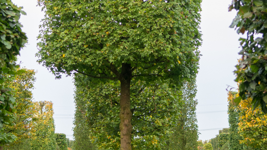 Acer campestre block