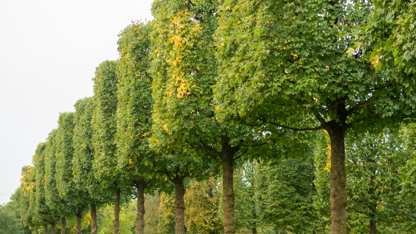 Acer campestre block
