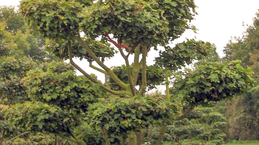 Acer campestre bonsai