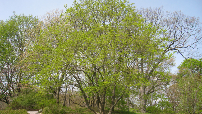Acer campestre characteristic