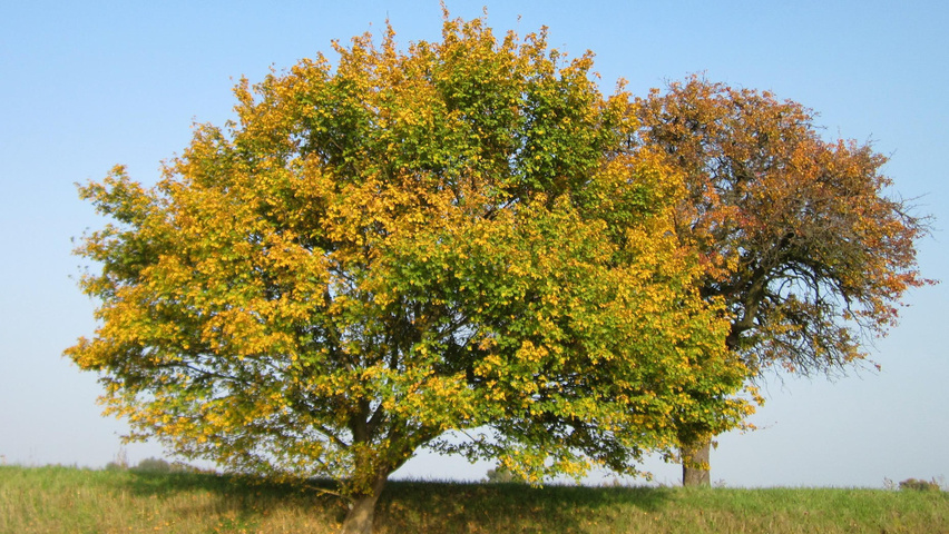 Acer campestre characteristic