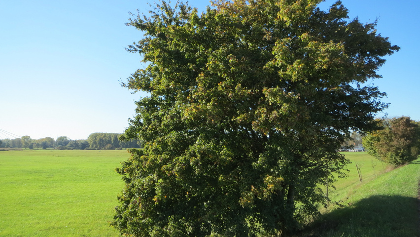 Acer campestre characteristic