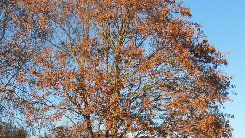Acer campestre characteristic