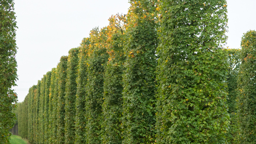 Acer campestre column