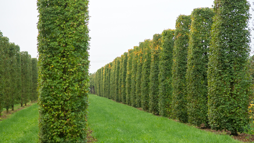 Acer campestre column