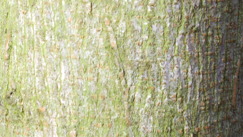 Acer campestre 'Elsrijk' bast