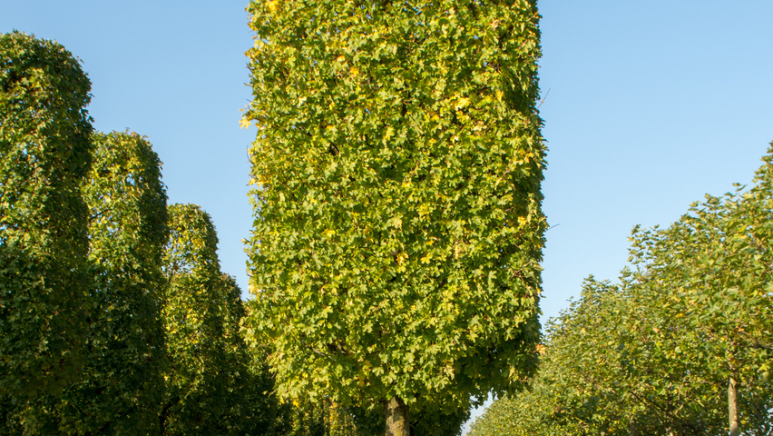 Acer campestre 'Elsrijk' blok