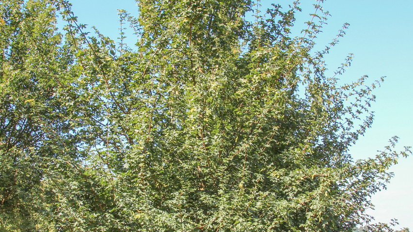 Acer campestre 'Elsrijk' beveerd