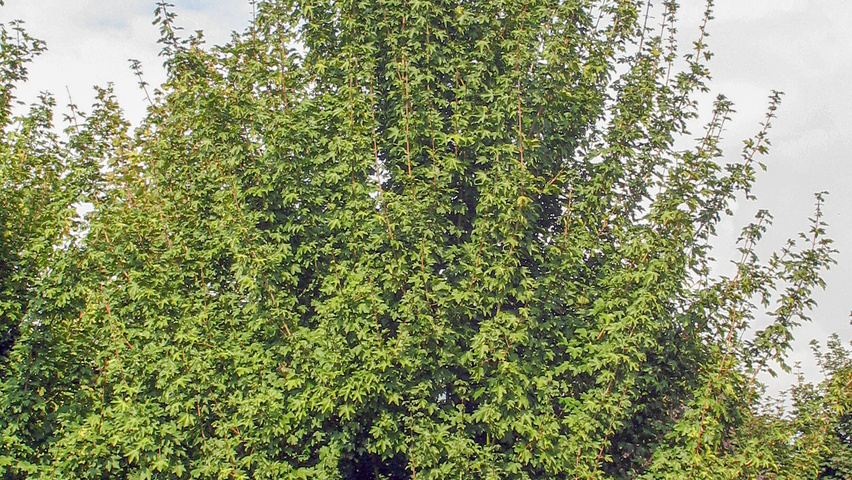 Acer campestre 'Elsrijk' beveerd