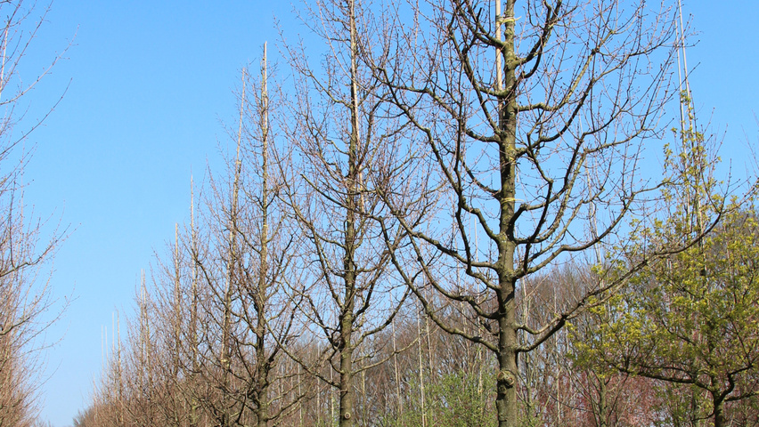 Acer campestre 'Elsrijk' hoogstam