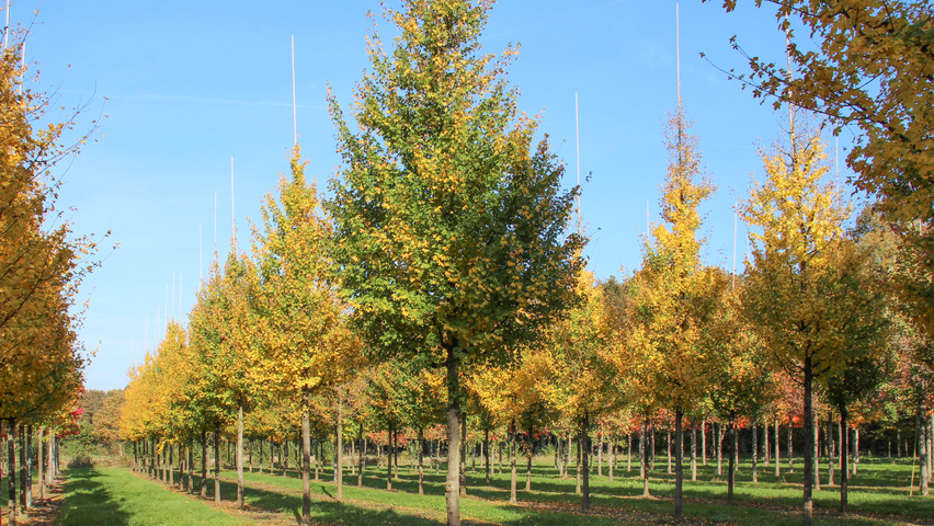 Acer campestre 'Elsrijk' hoogstam