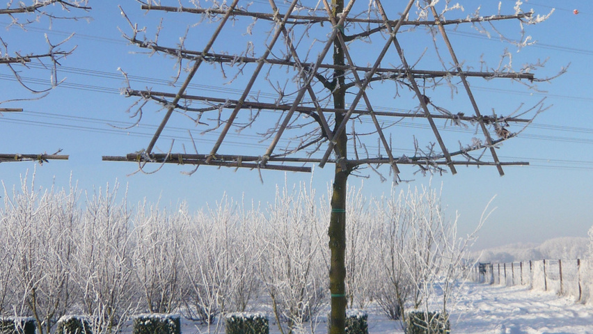 Acer campestre 'Elsrijk' leischerm