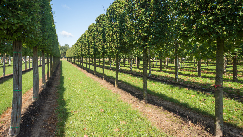 Acer campestre 'Elsrijk' leischerm