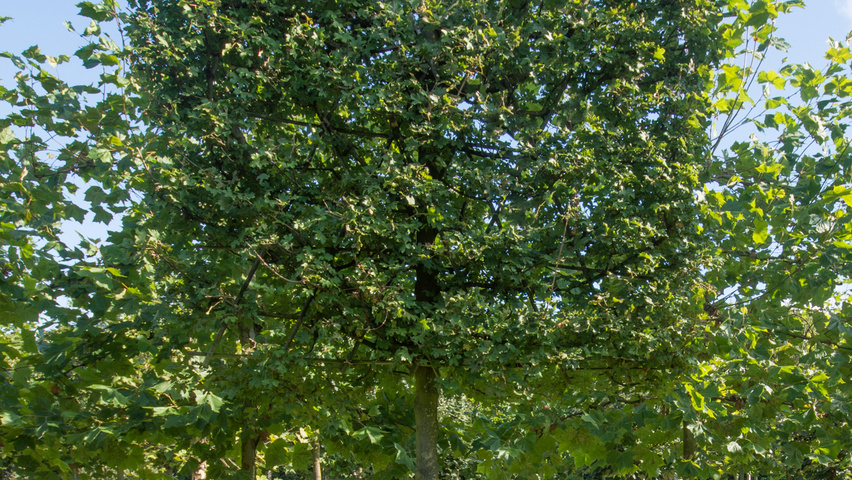Acer campestre 'Elsrijk' leischerm