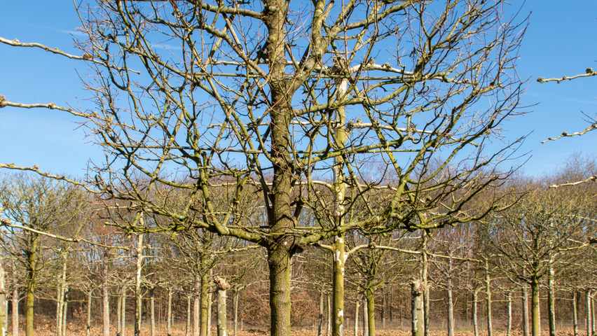 Acer campestre 'Elsrijk' leischerm