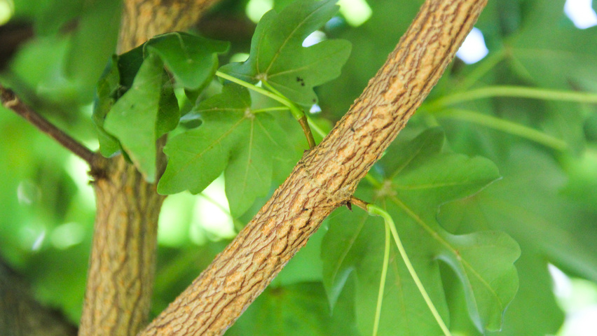 Acer campestre 'Elsrijk' twijgen