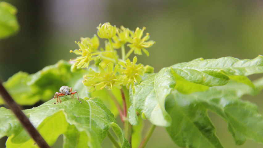 Acer campestre flowers