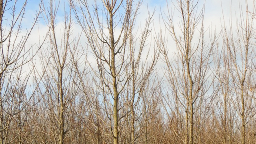 Acer campestre 'Green Column' feathered