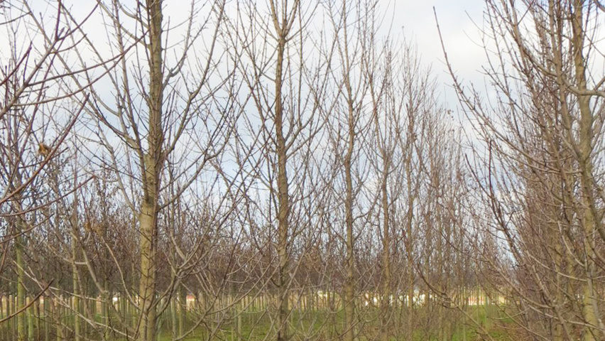 Acer campestre 'Green Column' feathered