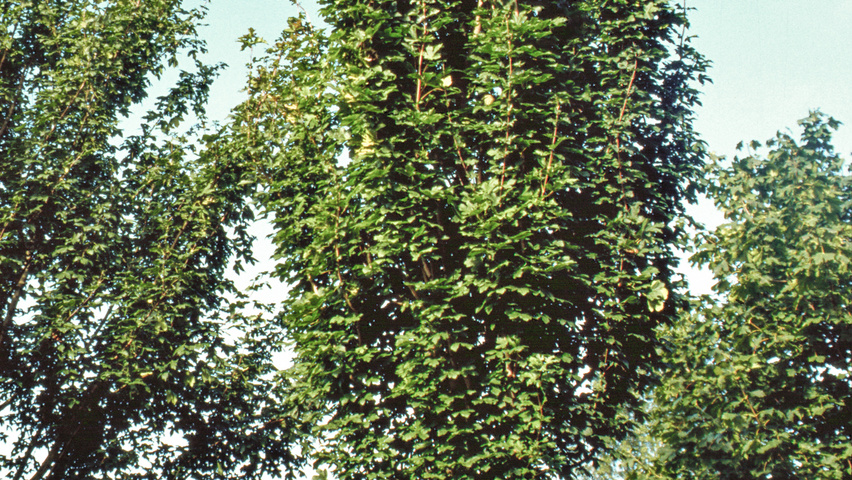 Acer campestre 'Green Column' standard tree