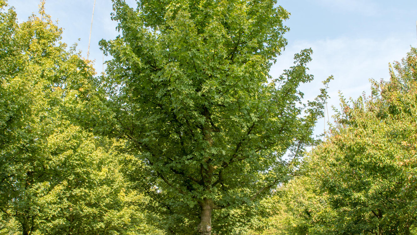Acer campestre standard tree