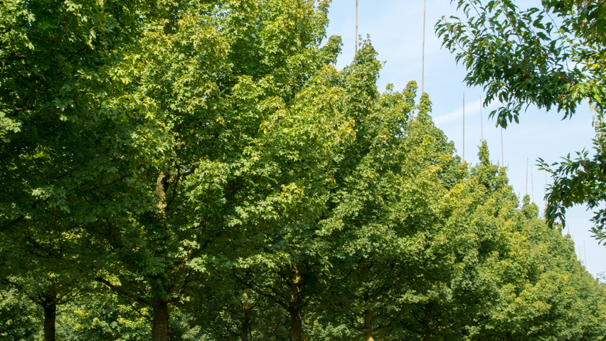 Acer campestre standard tree
