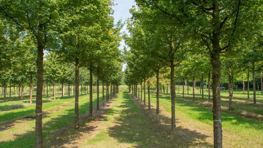 Acer campestre standard tree