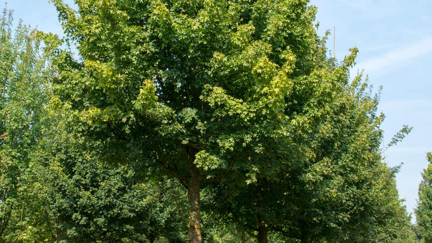 Acer campestre standard tree