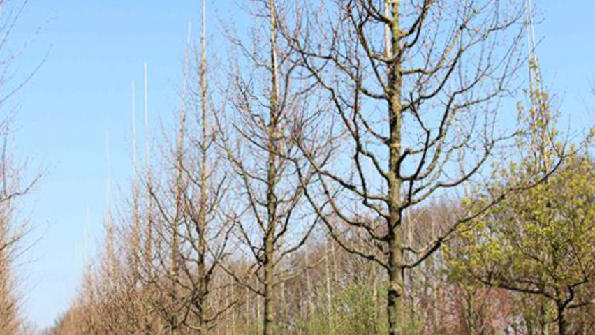Acer campestre standard tree