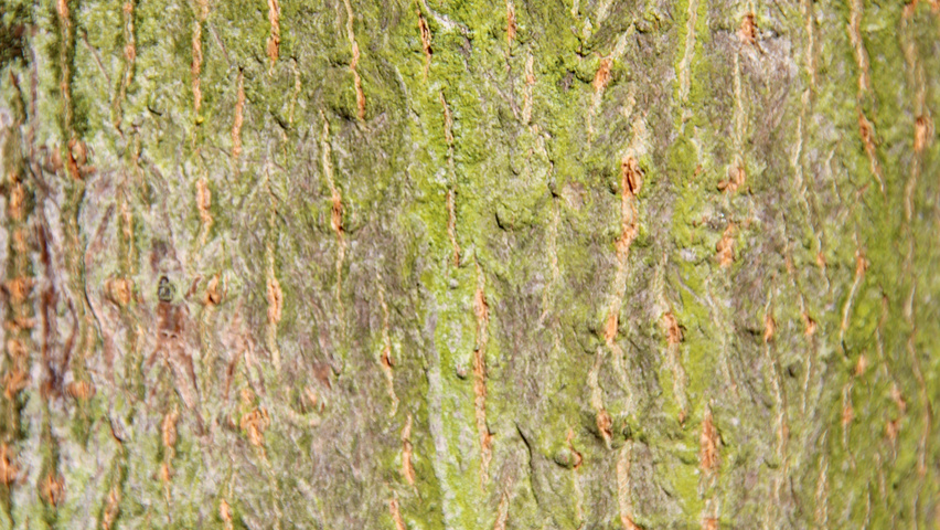 Acer campestre 'Huibers Elegant' bark