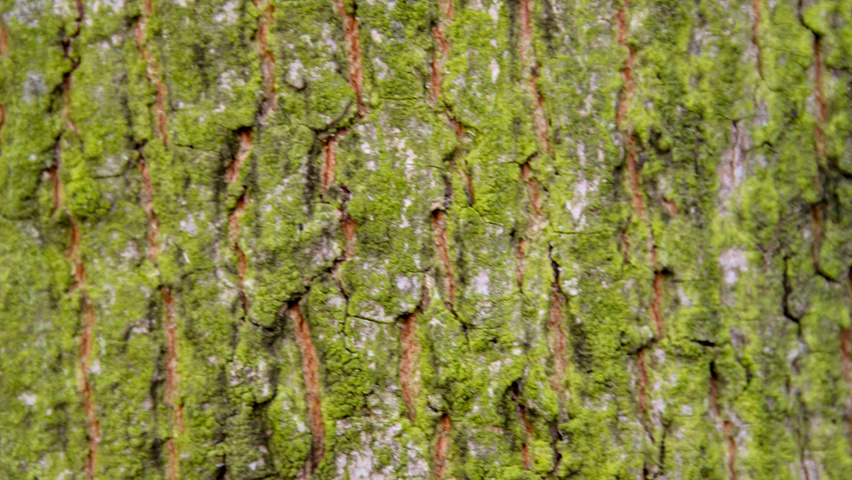 Acer campestre 'Huibers Elegant' bark