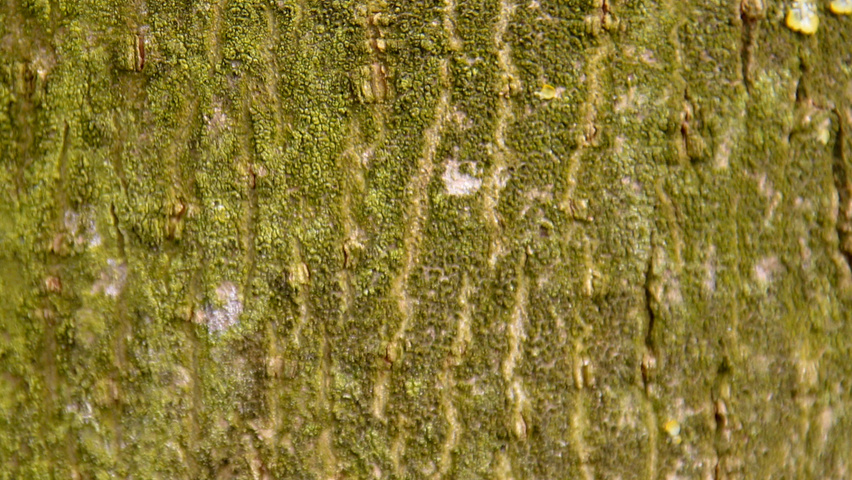 Acer campestre 'Huibers Elegant' bark