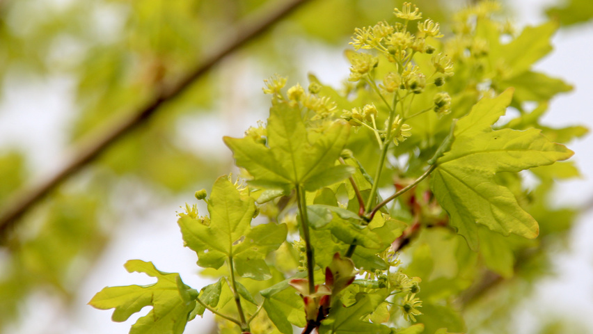 Acer campestre 'Huibers Elegant' flowers