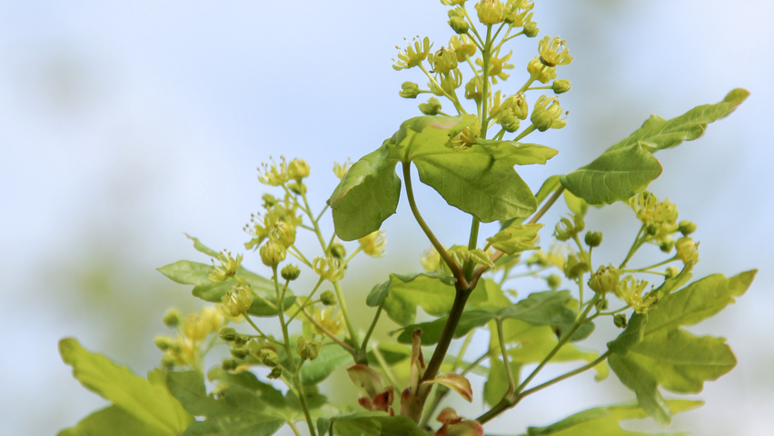 Acer campestre 'Huibers Elegant' flowers