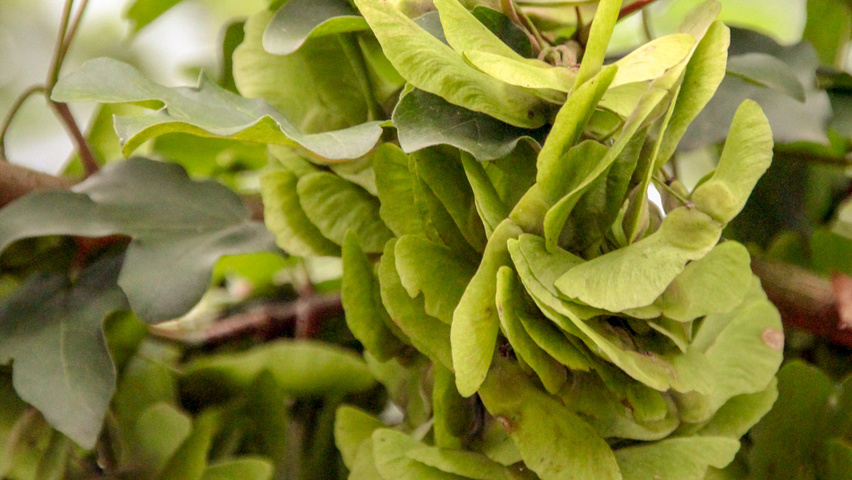 Acer campestre 'Huibers Elegant' fruits