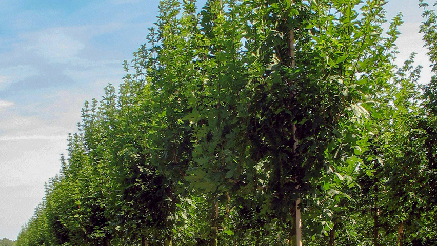 Acer campestre 'Huibers Elegant' standard tree