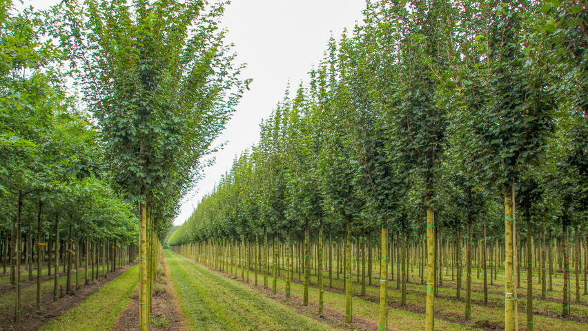 Acer campestre 'Huibers Elegant' standard tree