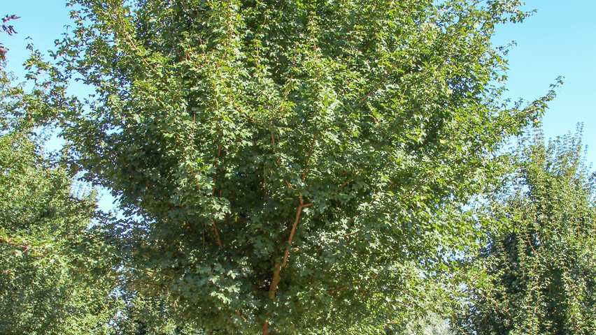 Acer campestre 'Huibers Elegant' standard tree