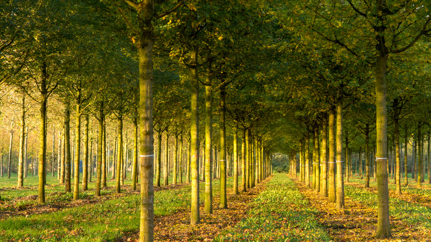 Acer campestre 'Huibers Elegant' standard tree