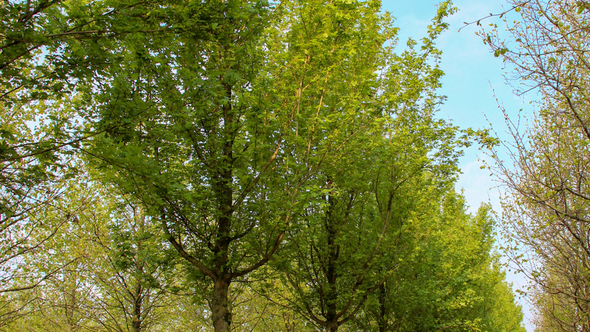 Acer campestre 'Huibers Elegant' standard tree