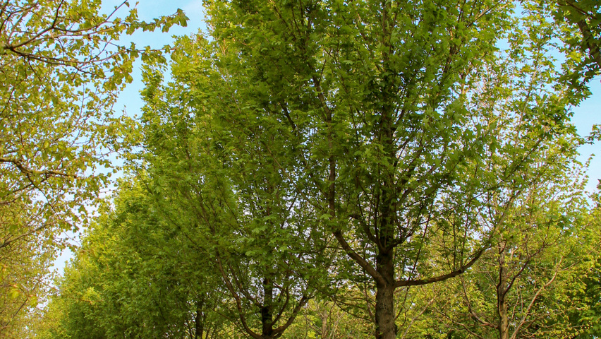 Acer campestre 'Huibers Elegant' standard tree