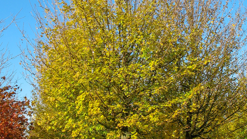 Acer campestre 'Huibers Elegant' standard tree