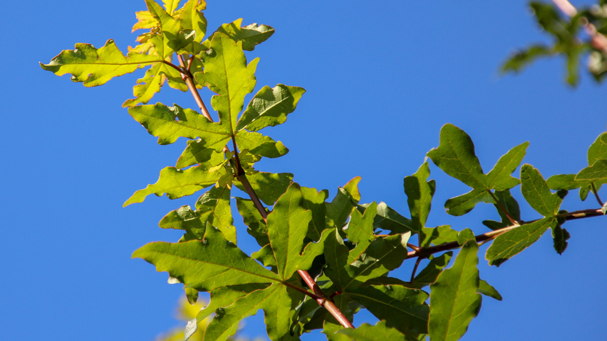 Acer campestre 'Huibers Elegant' leaves