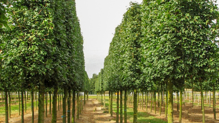 Acer campestre 'Huibers Elegant' pleached