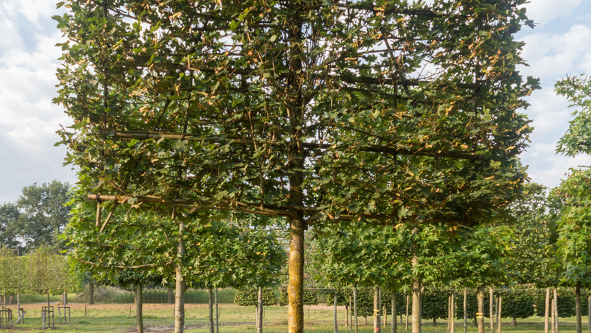 Acer campestre 'Huibers Elegant' pleached