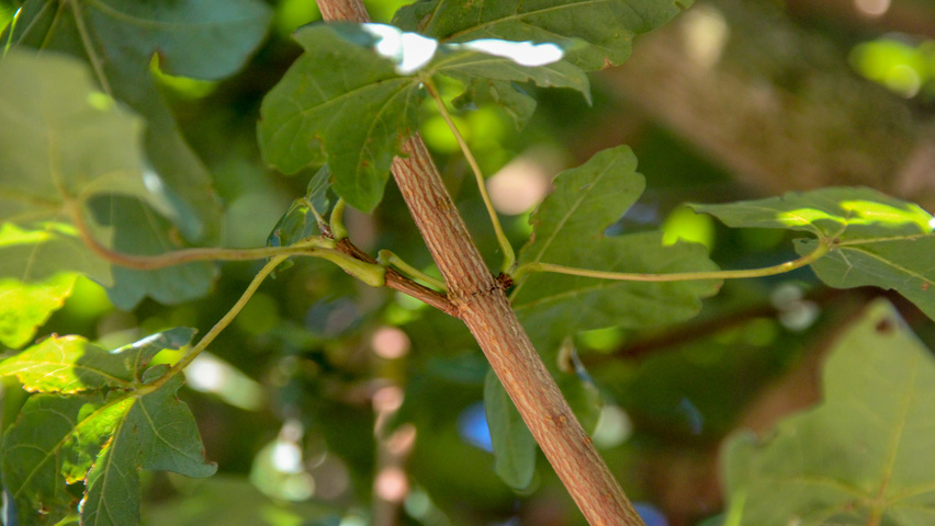 Acer campestre 'Huibers Elegant' twigs