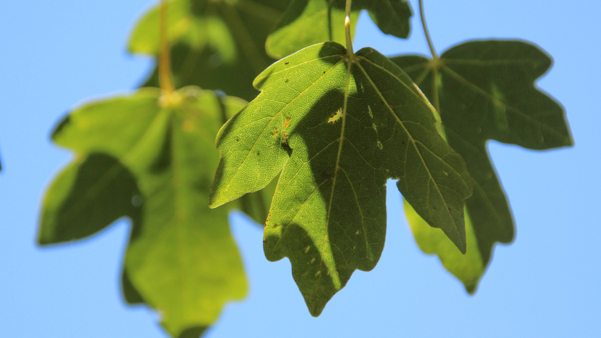Acer campestre leaves